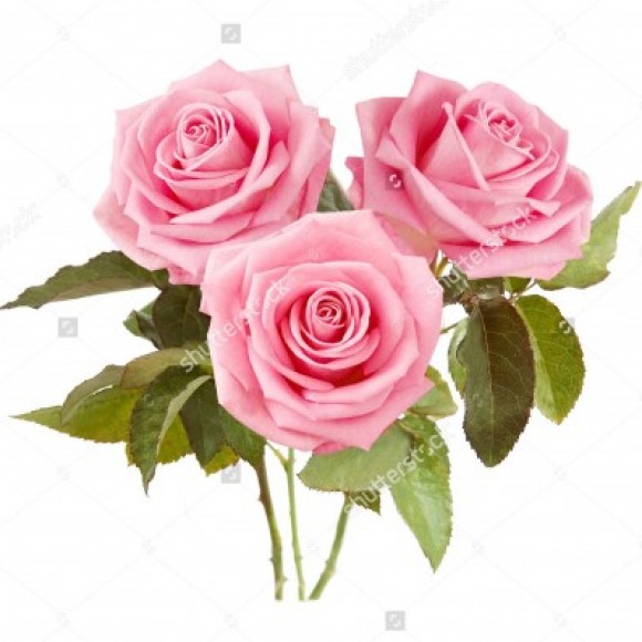 Profile photo of pasan sanju 16