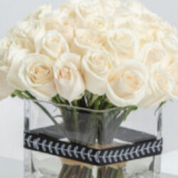 Profile picture of Inshaf