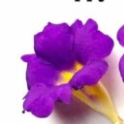 Profile photo of Menaka