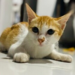 Profile picture of Kaveesha