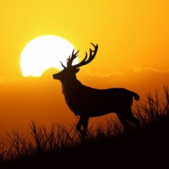 Profile photo of eranda