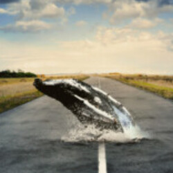 Profile picture of Pathum