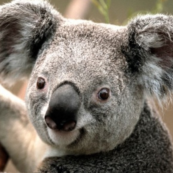 Profile photo of Brown