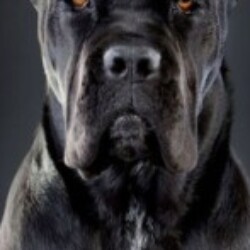 Profile picture of Dinesh Prasad