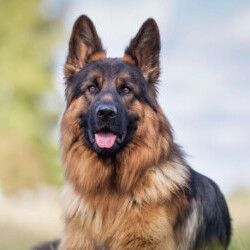 Profile picture of Chem Smith