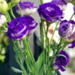 Profile photo of Ahmedh