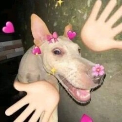 Profile picture of Dila