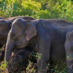 Profile photo of SUNETH SRI