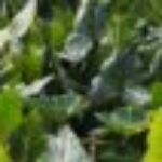 Profile photo of Sanka