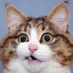 Profile picture of KuSH