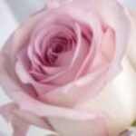 Profile photo of Suzie Robert