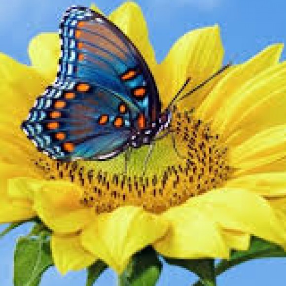 Profile photo of kamal