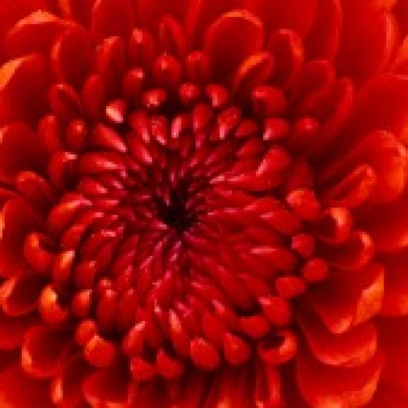 Profile picture of Lasantha