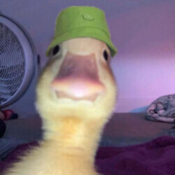 Profile picture of nithila