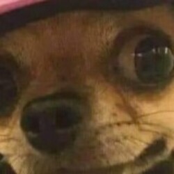 Profile picture of K A N S