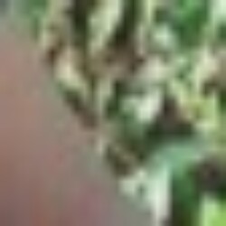 Profile photo of Pavilast max