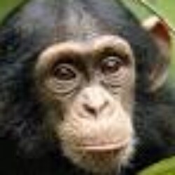 Profile photo of Rohan