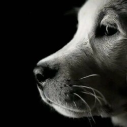 Profile photo of Max xxm