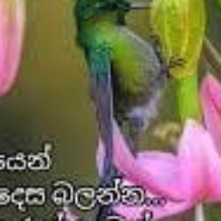 Profile picture of Kasun sudarshna