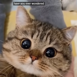 Profile picture of Sadun