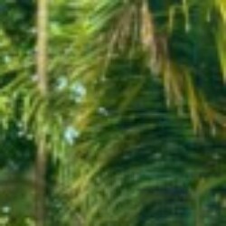 Profile picture of Shvfdo95