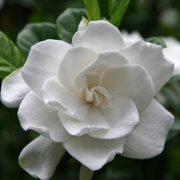 Profile photo of shirani