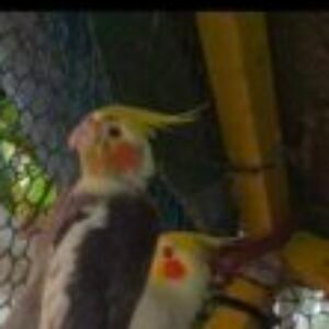 Profile photo of Saheed