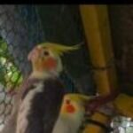 Profile photo of Saheed