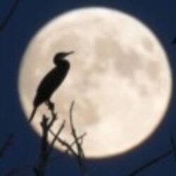 Profile photo of Shawn