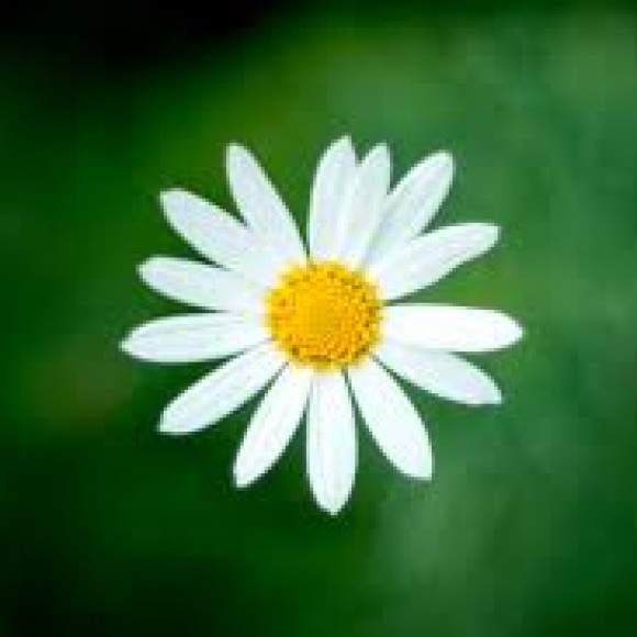 Profile picture of Upul Dammika