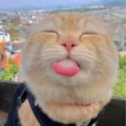 Profile picture of Samith