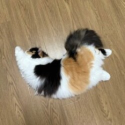 Profile picture of Tharu