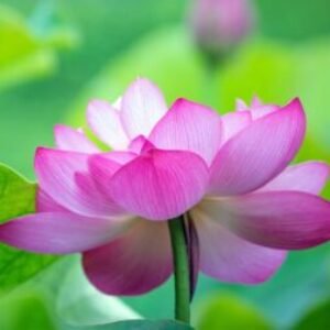 Profile photo of Nelum.O