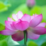 Profile photo of Nelum.