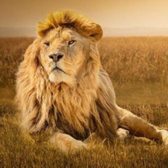 Profile photo of chaminda