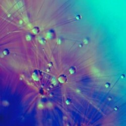 Profile photo of Shaveen