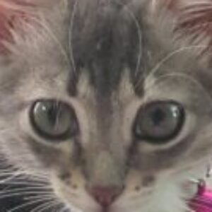 Profile photo of Yazz