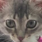 Profile photo of Yazz