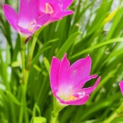 Profile picture of ABI