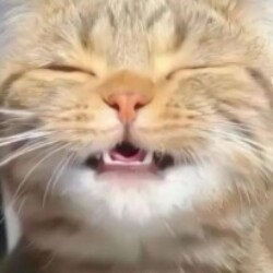 Profile picture of Shaha