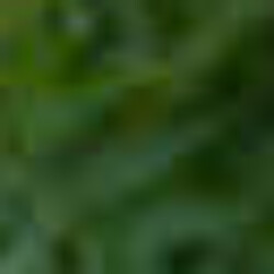 Profile photo of Nimmesha