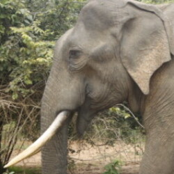 Profile picture of Chacha