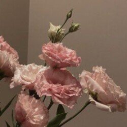 Profile photo of Maali88