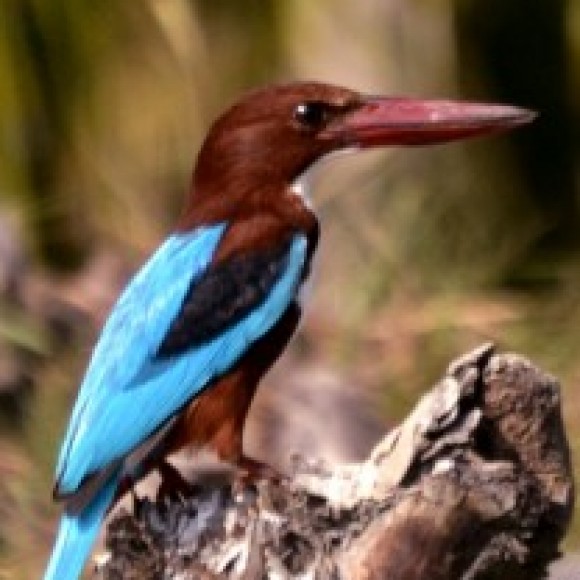 Profile photo of Ryan
