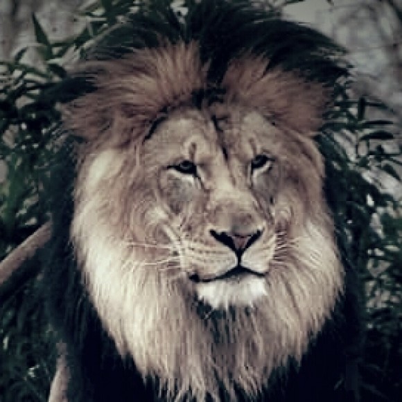 Profile photo of Aselaruwan