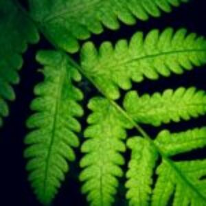 Profile photo of Askhan24M