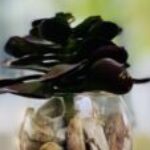 Profile photo of Muslim_24M