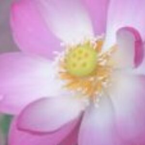 Profile photo of Darshana