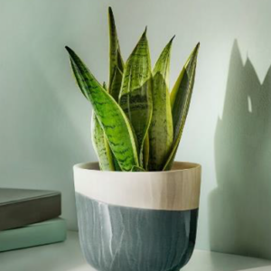 Profile photo of Dhanu