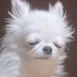 Profile picture of Nik